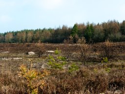 IMGP9763-Afbraendt hede